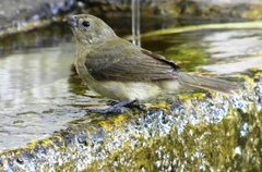 Sporophila nigricollis