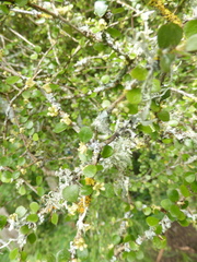 Pittosporum obcordatum