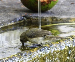 Sporophila nigricollis