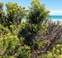 Ozothamnus turbinatus