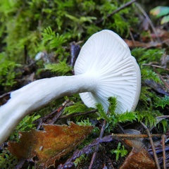 Hygrophorus sitchensis