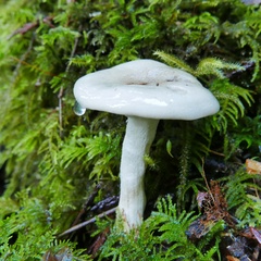 Hygrophorus sitchensis