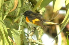 Setophaga ruticilla
