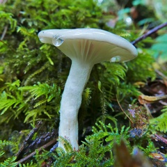 Hygrophorus sitchensis
