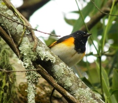 Setophaga ruticilla