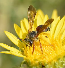 Dieunomia nevadensis