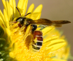 Dieunomia nevadensis