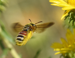 Dieunomia nevadensis