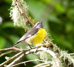 Coereba flaveola