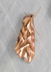 Clytoscopa iorrhoda
