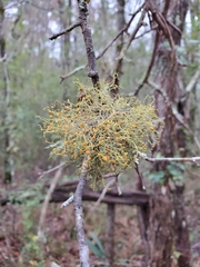 Teloschistes exilis