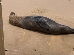 Arctocephalus pusillus