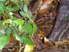 Sphictostethus gravesii