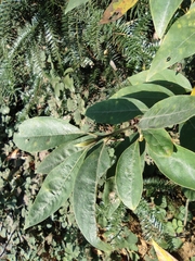 Litsea cubeba