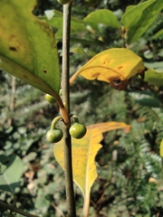 Litsea cubeba