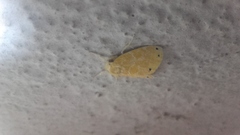 Artaxa guttata