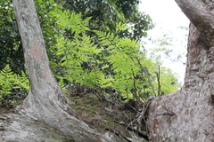 Davallia solida pyxidata
