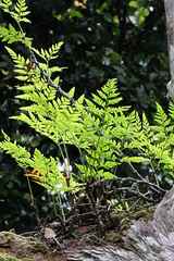 Davallia solida pyxidata