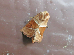Lemmeria digitalis