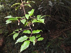 Elaeagnus loureirii