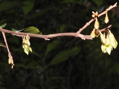 Elaeagnus loureirii
