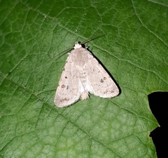 Caradrina kadenii