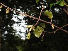Elaeagnus loureirii