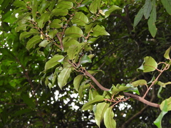Elaeagnus loureirii