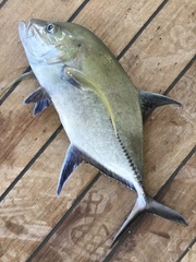 Caranx