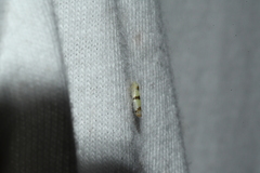 Empoa gillettei