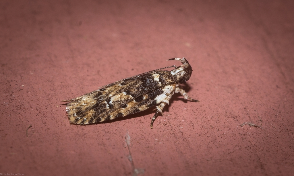 Ardozyga sodalisella