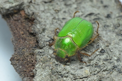 Brachysternus prasinus
