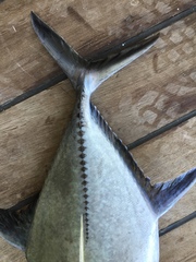 Caranx