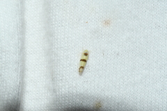 Empoa gillettei