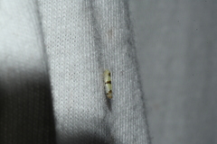 Empoa gillettei