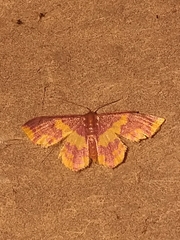 Lophosis labeculata