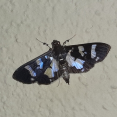 Desmia bajulalis