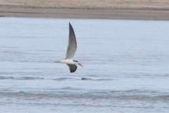 Rynchops flavirostris