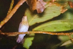 Cyornis sumatrensis