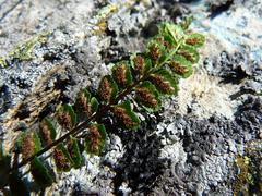 Asplenium adulterinum