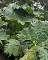 Gunnera tinctoria