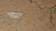 Scopula adeptaria