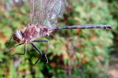 Somatochlora williamsoni