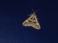 Melipotis bisinuata