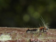 Paralebeda plagifera
