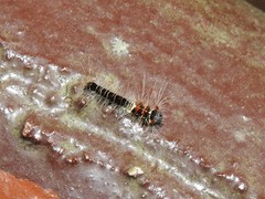Paralebeda plagifera