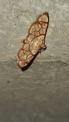 Syllepte straminalis