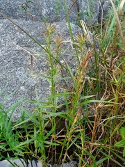 Dulichium arundinaceum