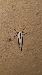 Creatonotos gangis-interrupta agg