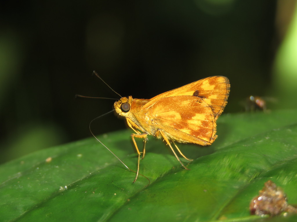 Mango Skipper
